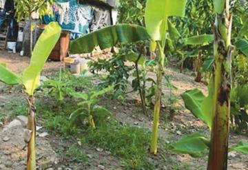 Resguarda su cosecha para tener dinero; se tuvo que ir a vivir cerca porque le robaron sus frutos