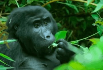 Graban a gorilas cantando mientras comen en medio de la selva