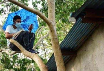 Joven sin internet sorprende al trepar diariamente un árbol para tomar clases en linea