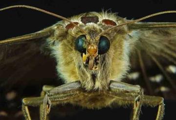 Alertas en EU por polillas gitanas