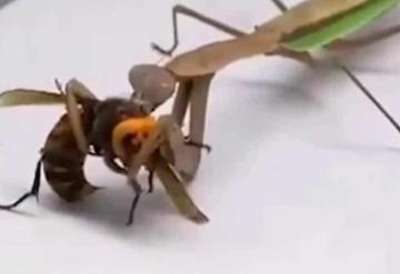 Graban a una mantis religiosa peleando con un avispón asesino