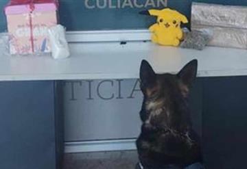 Encuentran marihuana y crystal en un peluche y en ropa en Culiacán, Sinaloa