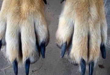 ¿Cómo cortarle las uñas a tu perro sin lastimarlo?