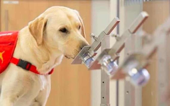 Realizan pruebas para saber si perros pueden olfatear a portadores asintomáticos de COVID-19