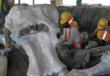 Hallan restos de más de 60 mamuts en Santa Lucía