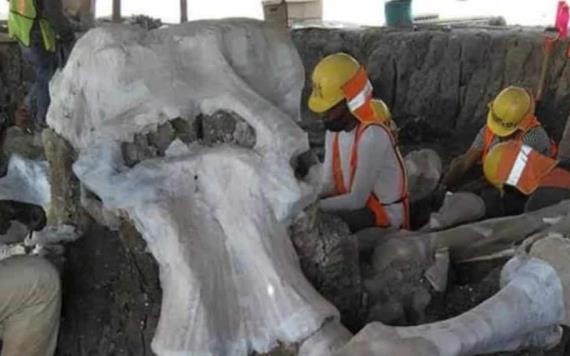 Hallan restos de más de 60 mamuts en Santa Lucía