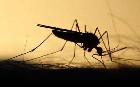 Tabasco lidera lista de casos de dengue; suma 380 casos