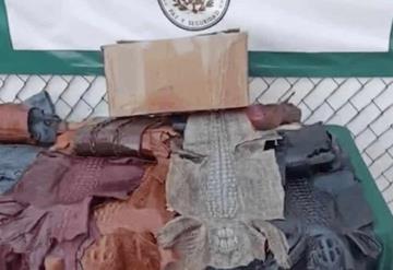 Encuentran 34 piezas de piel de cocodrilo que serían enviadas de Tabasco a Chihuahua