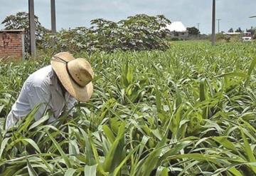 Será activado Seguro Agrícola para productores en Tabasco