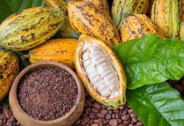 Al cacao y chocolate de Tabasco, el COVID-19 no los detiene, se realiza exportación