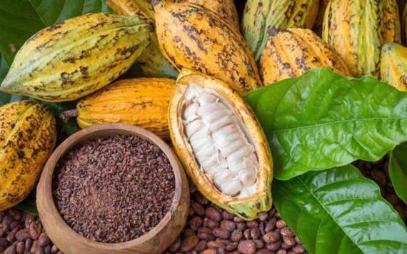 Al cacao y chocolate de Tabasco, el COVID-19 no los detiene, se realiza exportación