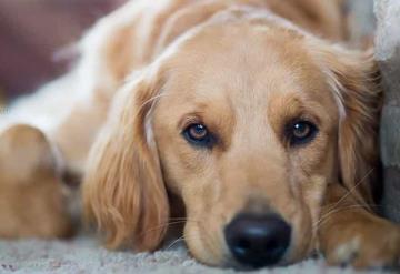 Hombre muere víctima del cáncer y así mostró su mascota su fidelidad