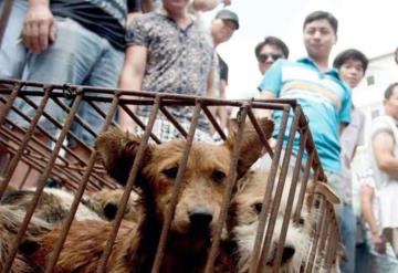 Prohíbe China criar perros para consumo humano tras pandemia de COVID-19