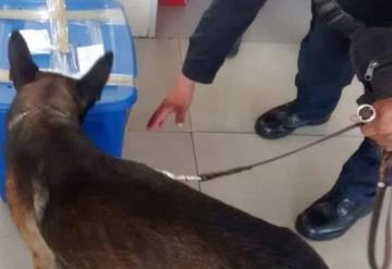 Perro policía detecta paquete sospechoso; lo que hallaron sorprendió a los oficiales