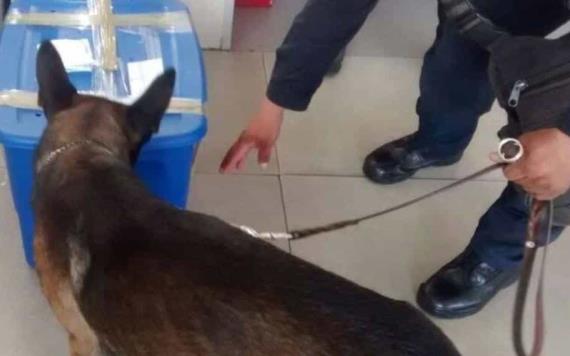 Perro policía detecta paquete sospechoso; lo que hallaron sorprendió a los oficiales