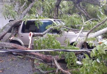 Se desploman árboles por lluvias en Villahermosa