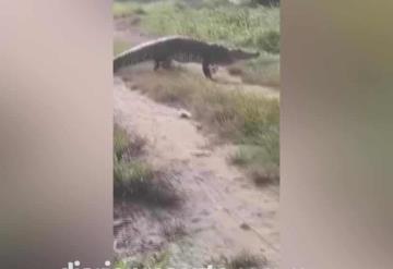 Cocodrilo de dos metros, genera terror en Coatzacoalcos