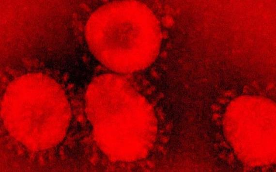 Hasta 95% de la población mexicana es susceptible al coronavirus: UNAM
