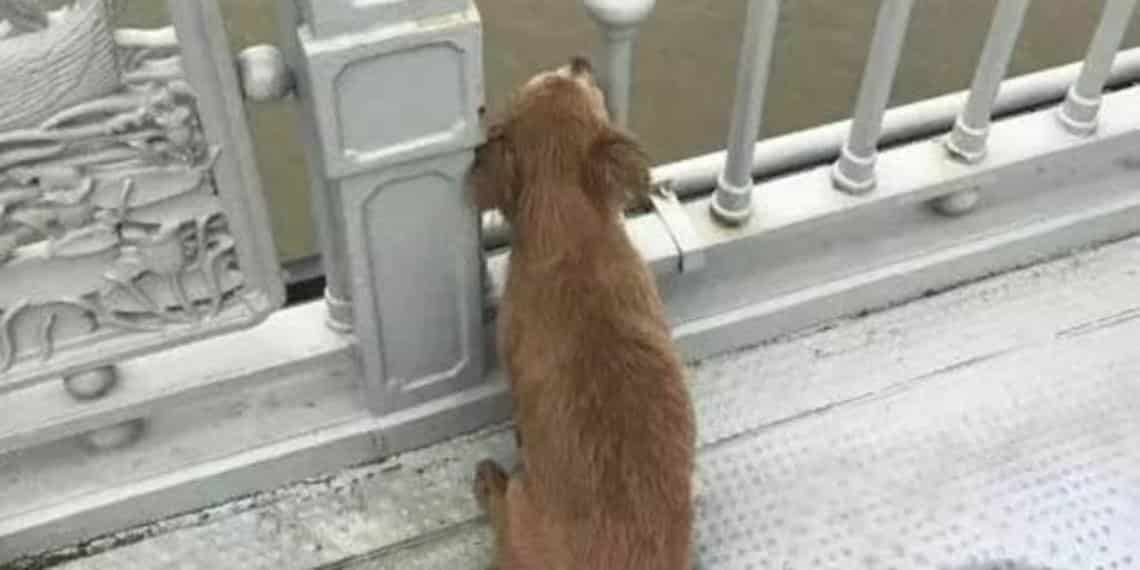 Perrito espera a su dueño en el puente donde se suicidó