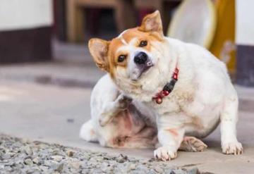 Remedio casero para eliminar las pulga de tu perrito