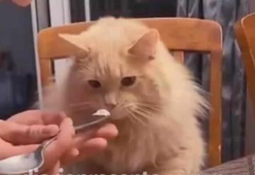 Video: Gatito se hace viral por su reacción al probar helado por primera vez