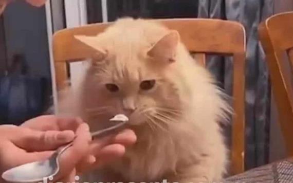 Video: Gatito se hace viral por su reacción al probar helado por primera vez