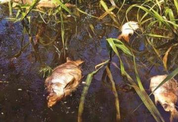 Contaminación acaba con peces en Villahermosa