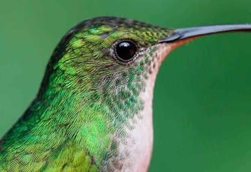 VIDEO: ¿Los colibríes “roncan”? aquí te decimos