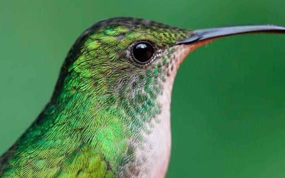 VIDEO: ¿Los colibríes “roncan”? aquí te decimos