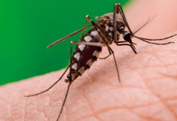 Dengue, Zika y Chikungunya se suman a riesgo sanitario en pandemia