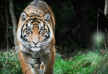 Tigre mata a cuidadora de zoológico en plena reapertura