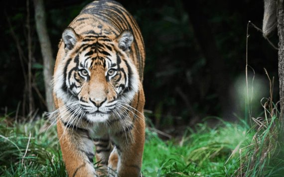 Tigre mata a cuidadora de zoológico en plena reapertura
