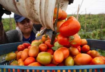 Viajarán tabasqueños para siembra de tomate en los Estados Unidos