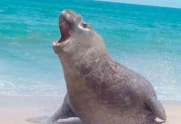 Sorprende elefante marino descansando en playas de Nayarit