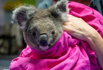 VIDEO: Regresan a su hábitat koalas rescatados de incendios forestales en Australia