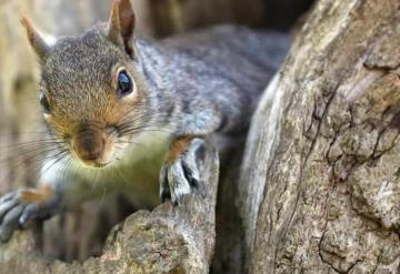 ¡Alerta!, ardilla da positivo a peste bubónica