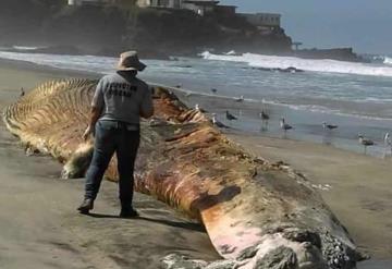 Entierran a ballena varada en la playa, llegó en estado avanzado de descomposición