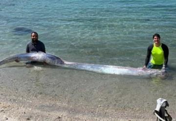 ¿Una nueva catástrofe? Aparece pez remo en playa de BCS