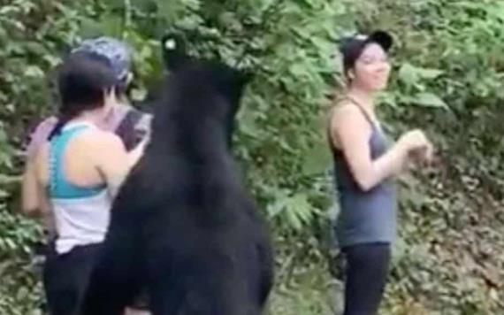 Así será el final feliz del oso negro de selfie