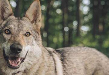 Hombre descubre tres años después que su mascota no era un perro