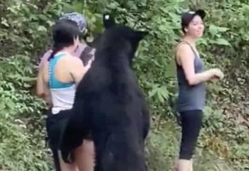 ¡Lo atraparon! Capturan al oso más popular de Nuevo León