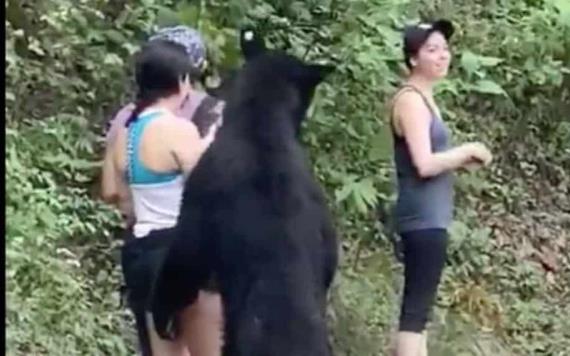 ¡Lo atraparon! Capturan al oso más popular de Nuevo León