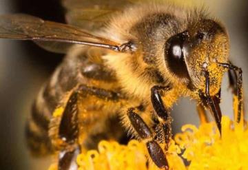 ¿Qué hacer si te pica una abeja, un mosquito o una avispa?