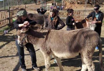 Vídeo: Ofrecen terapia con burros para reducir estrés provocado por covid