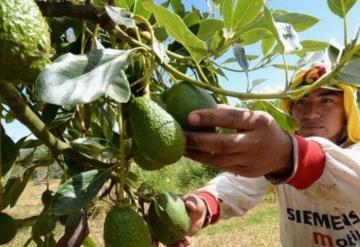 Pandemia debilita exportaciones agroalimentarias durante el primer semestre del año