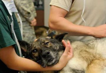 Reportan y no entran en acción, solo 3 veterinarios ayudan al altruismo de animales