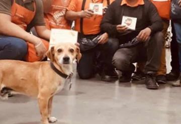 Conoce la historia de Silicon un perrito callejero que consiguió empleo