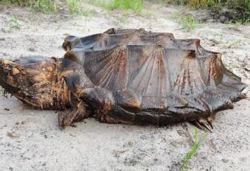 Hallan rara especie de tortuga de 50 kilos