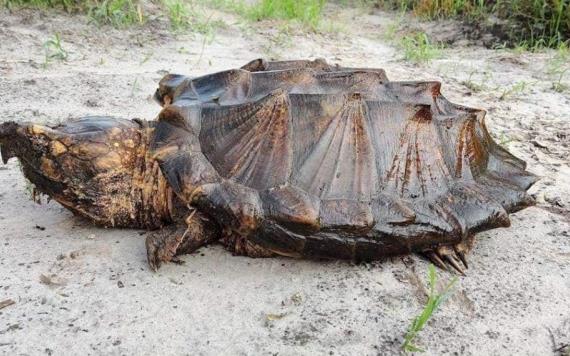 Hallan rara especie de tortuga de 50 kilos