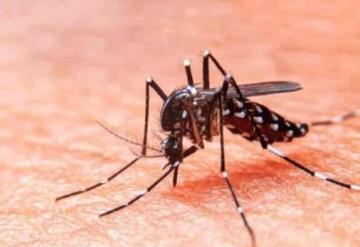 26 de agosto: Día Internacional contra el Dengue